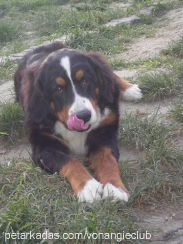 alice Dişi Bernese Dağ Köpeği