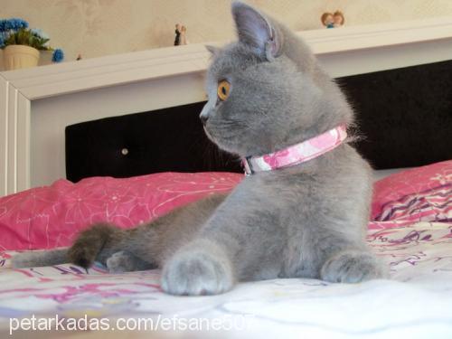 lily Dişi British Shorthair