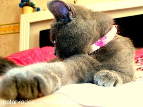 lily Dişi British Shorthair