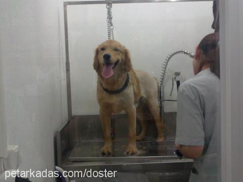 dost Erkek Golden Retriever