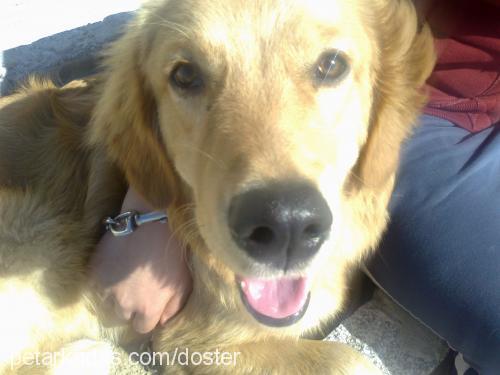 dost Erkek Golden Retriever