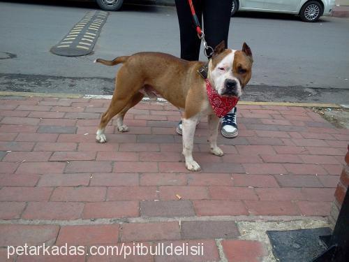 leon Erkek Amerikan Staffordshire Terrier