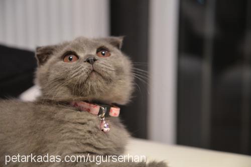 miesha Dişi Scottish Fold