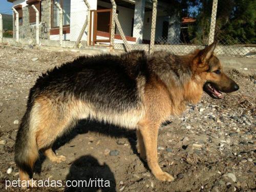 kont Erkek Alman Çoban Köpeği