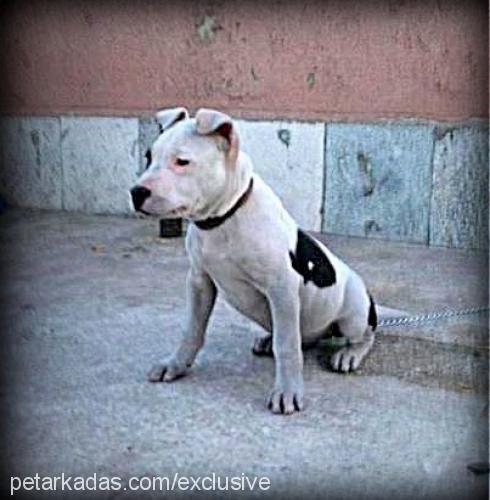 korsan Erkek Amerikan Staffordshire Terrier