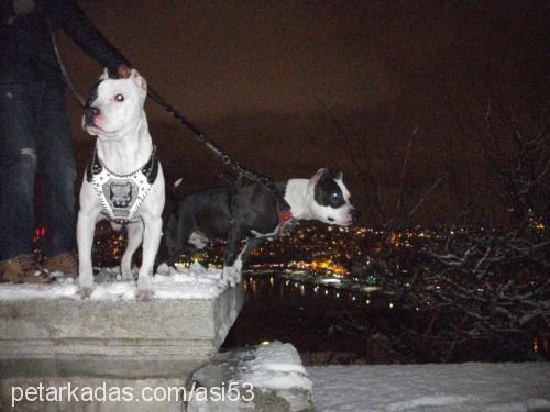 piçoz Erkek Amerikan Pitbull Terrier