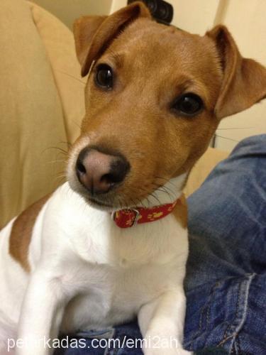 junior Erkek Jack Russell Terrier