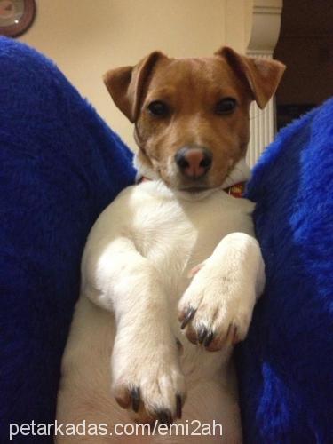 junior Erkek Jack Russell Terrier