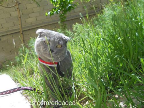 cedric Erkek Scottish Fold