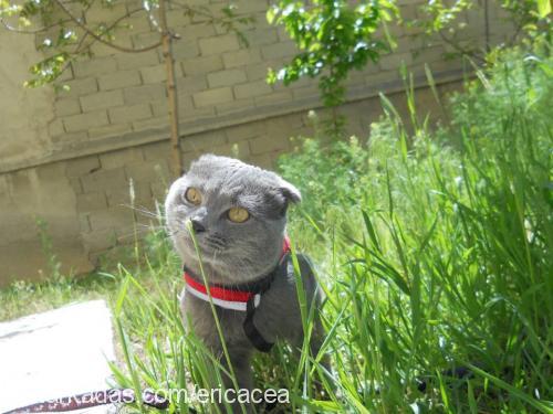 cedric Erkek Scottish Fold