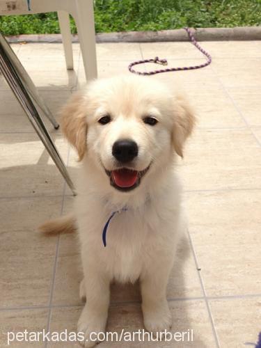 arthur Erkek Golden Retriever