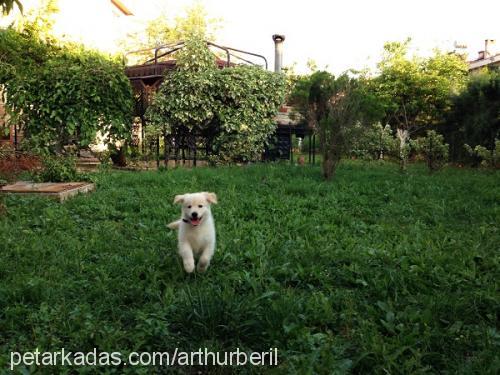 arthur Erkek Golden Retriever