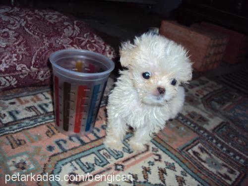 ewa Dişi Bichon Havanese