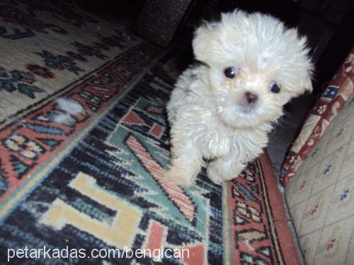 ewa Dişi Bichon Havanese