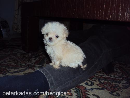 ewa Dişi Bichon Havanese