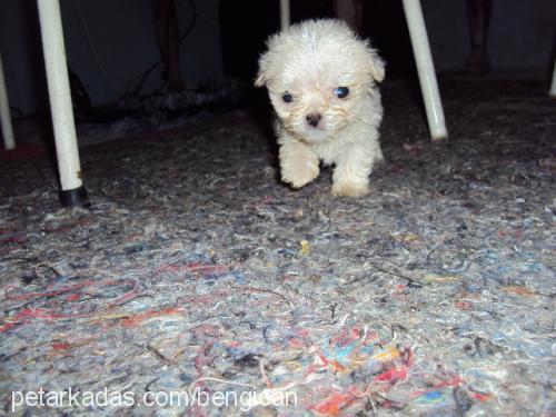 ewa Dişi Bichon Havanese