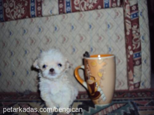 ewa Dişi Bichon Havanese