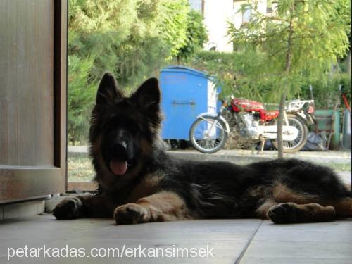 rubi Erkek Alman Çoban Köpeği