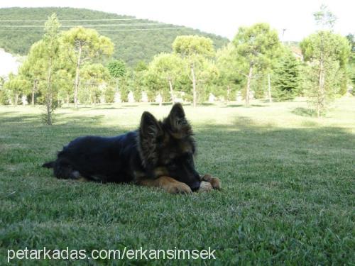 rubi Erkek Alman Çoban Köpeği