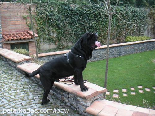 gaston Erkek Napoliten Mastiff