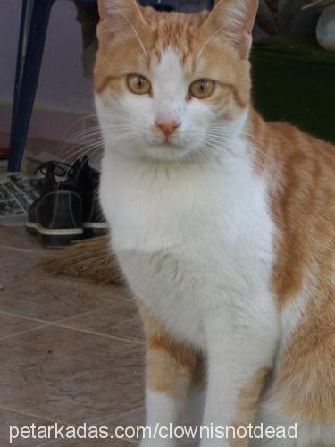 mornie Erkek European Shorthair