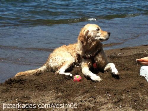 badem Erkek Golden Retriever