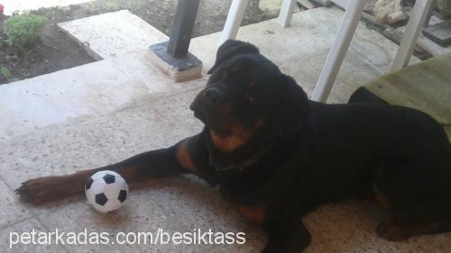 pascal Erkek Rottweiler