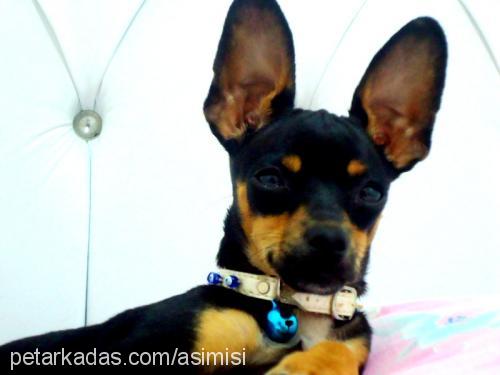 fındık Erkek Minyatür Pinscher