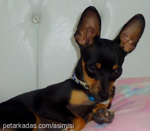 fındık Erkek Minyatür Pinscher