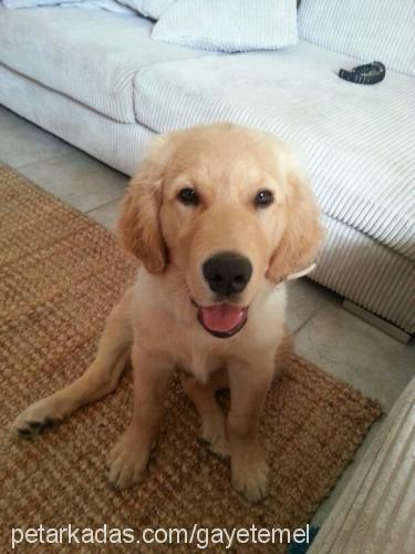 hardal Erkek Golden Retriever