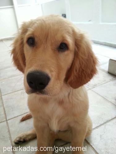 hardal Erkek Golden Retriever