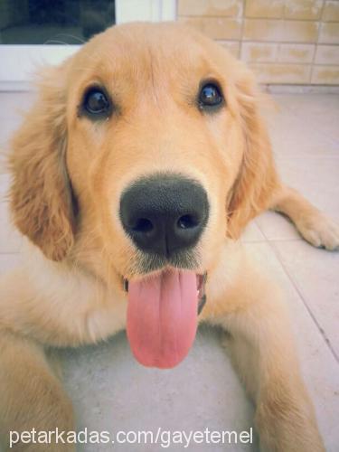 hardal Erkek Golden Retriever