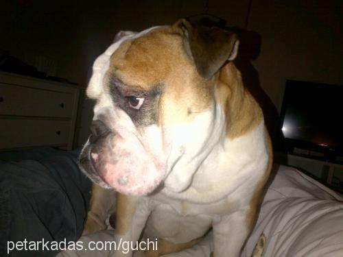 chucky Erkek İngiliz Bulldog