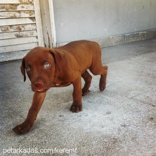 alpha Dişi Amerikan Pitbull Terrier