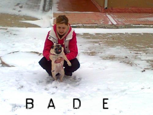 bade Dişi Pug