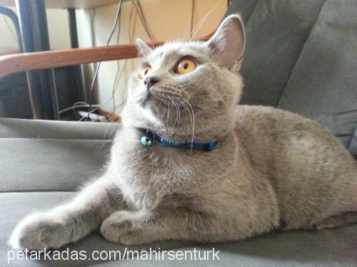 layla Dişi British Shorthair