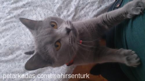 layla Dişi British Shorthair