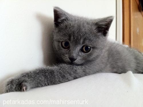 layla Dişi British Shorthair