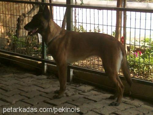 layd Dişi Belçika Malinois