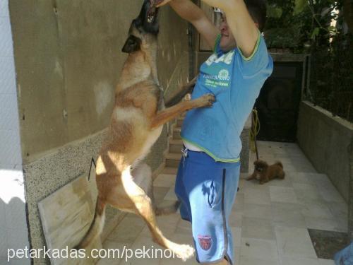 layd Dişi Belçika Malinois