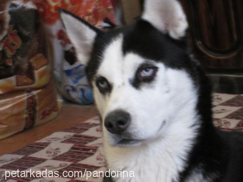 zeus Erkek Sibirya Kurdu (Husky)