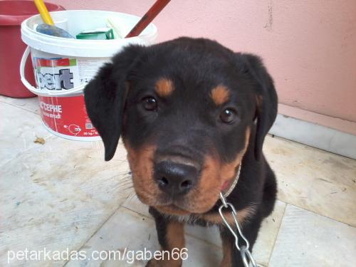 misha Dişi Rottweiler