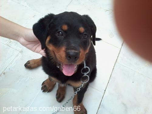 misha Dişi Rottweiler