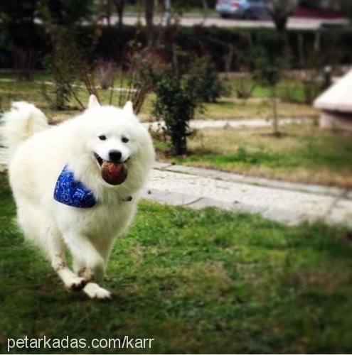 kar Erkek Samoyed