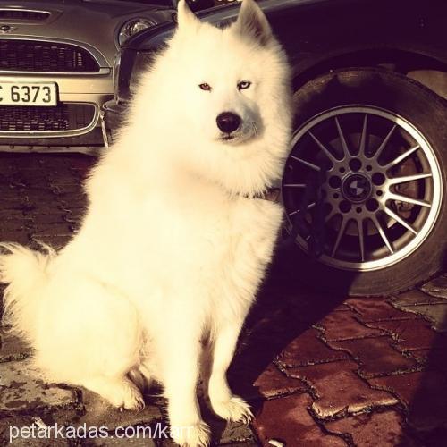 kar Erkek Samoyed