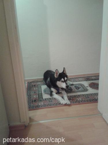 Çapkın Erkek Sibirya Kurdu (Husky)