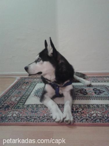 Çapkın Erkek Sibirya Kurdu (Husky)