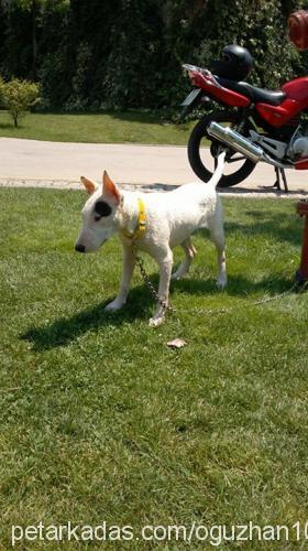 wilma Dişi Bull Terrier