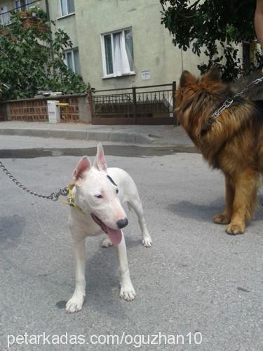 wilma Dişi Bull Terrier