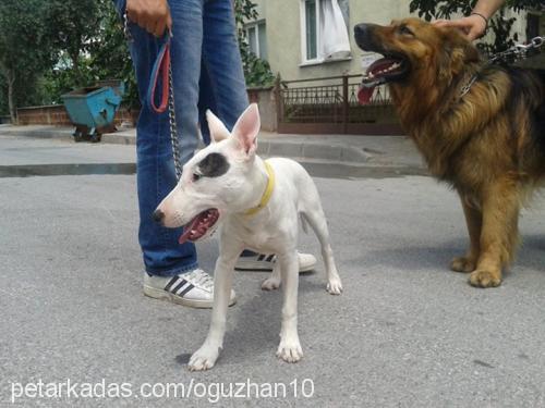 wilma Dişi Bull Terrier